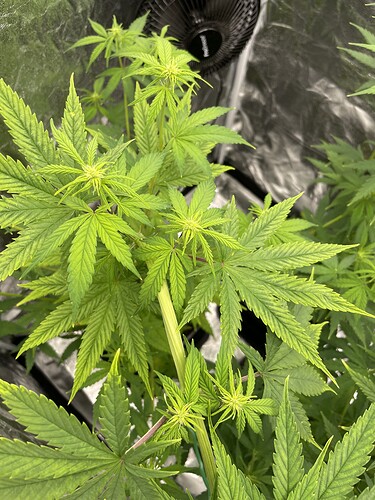 Growreport Bild 5