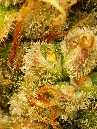 Growreport Bild 7