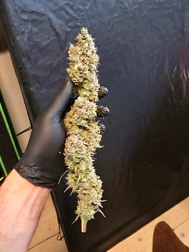 Growreport Bild 3