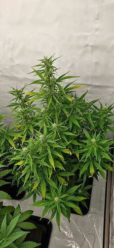 Growreport Bild 9