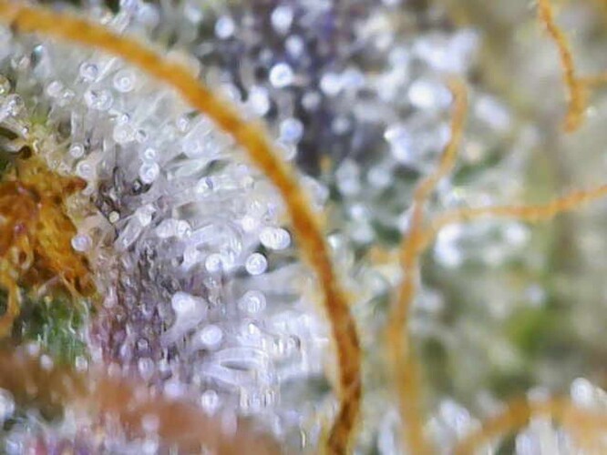 Growreport Bild 12