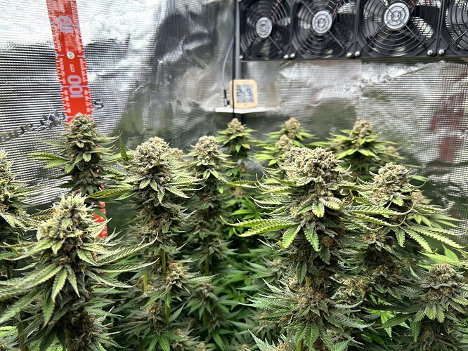 Mehrere blühende Cannabis-Pflanzen in einem Grow-Zelt mit reflektierenden Wänden, Ventilatoren und einem Hygrometer.