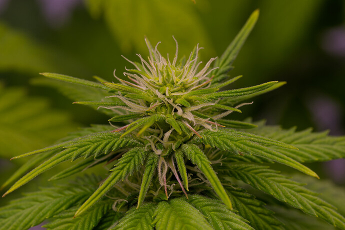 Growreport Bild 2