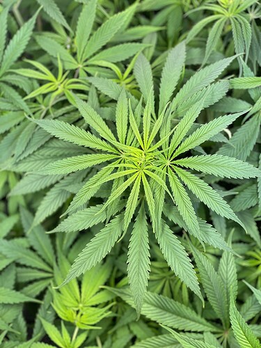 Growreport Bild 25