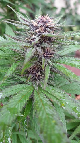 Growreport Bild 3