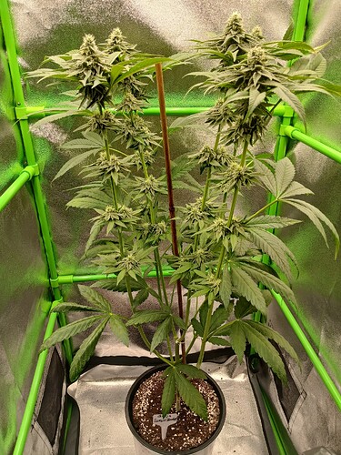 Growreport Bild 4