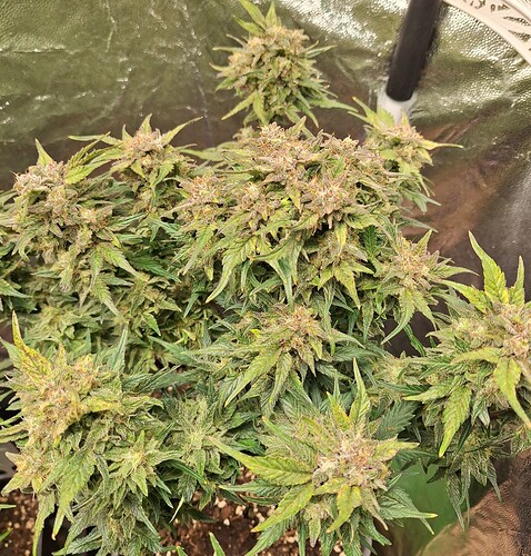 Growreport Bild 6