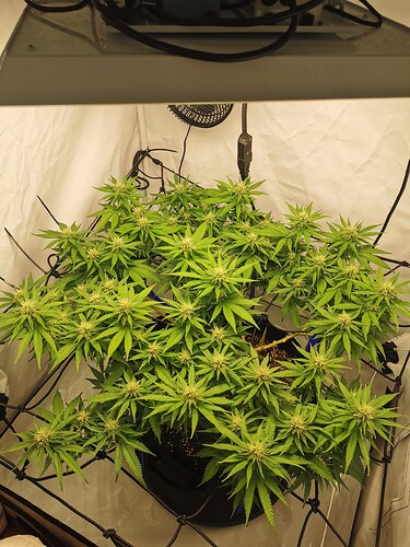 Growreport Bild 5