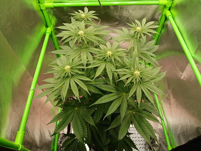 Growreport Bild 4