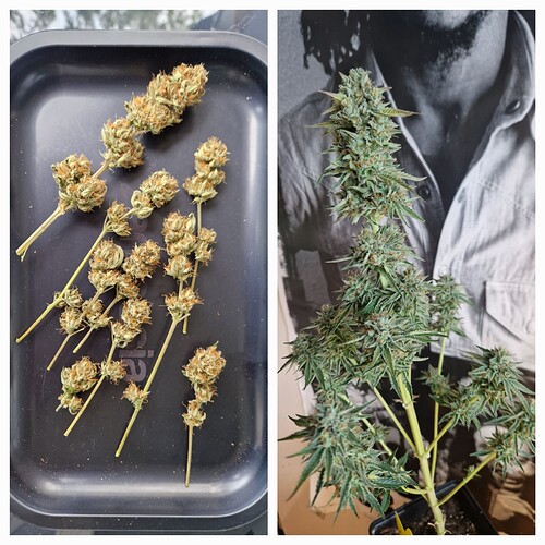 Growreport Bild 15
