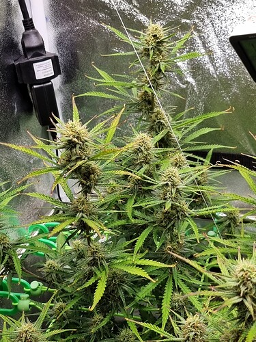 Growreport Bild 24