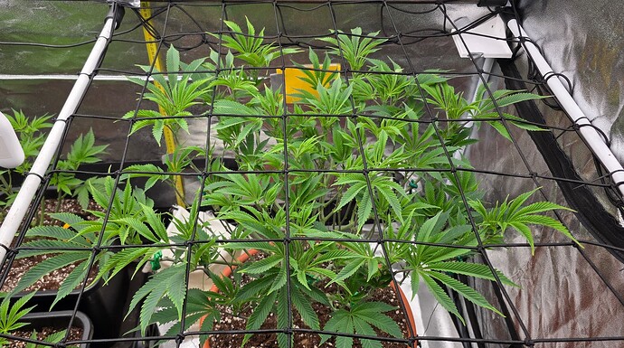 Growreport Bild 13