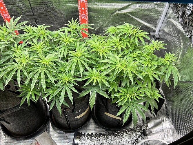 Drei Cannabis-Pflanzen in Stofftöpfen in einem Growzelt mit reflektierenden Wänden.