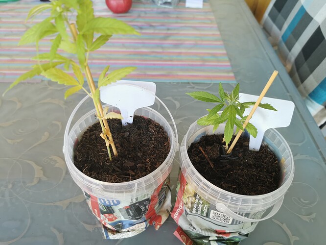 Growreport Bild 5