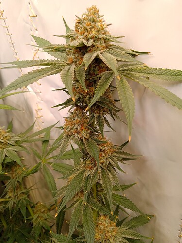 IMG_20240730_032038_396