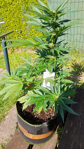 Growreport Bild 3
