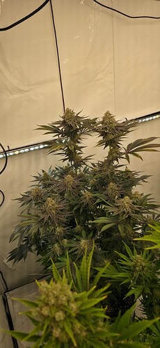 Growreport Bild 7