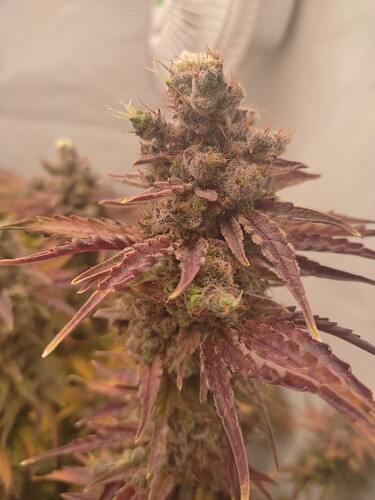 Growreport Bild 19