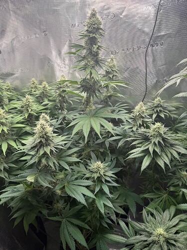 Growreport Bild 8