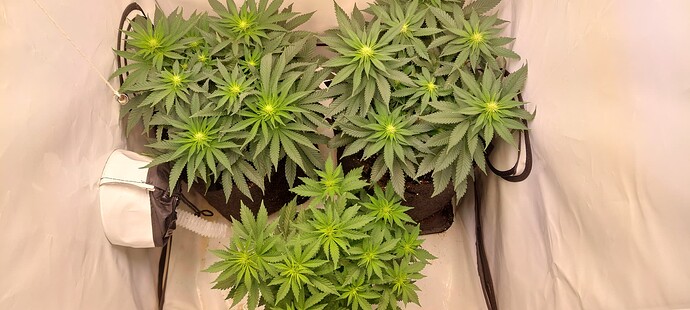 Growreport Bild 3