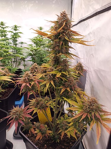 IMG_20240531_110052555