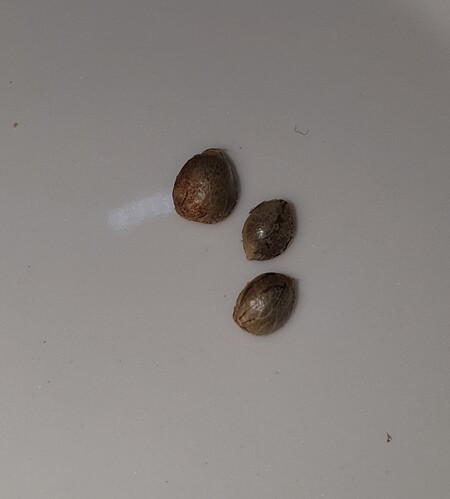 Growreport Bild 3