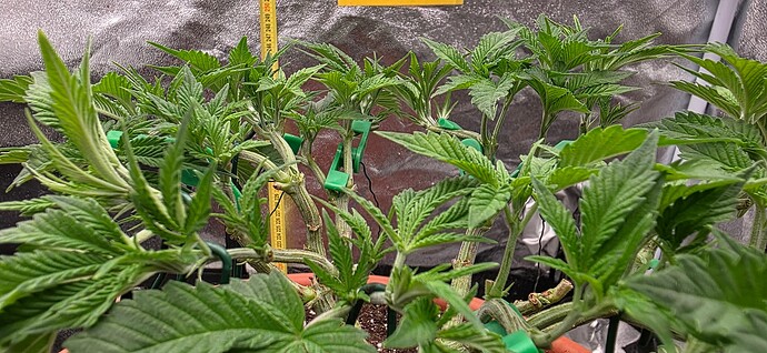 Growreport Bild 11