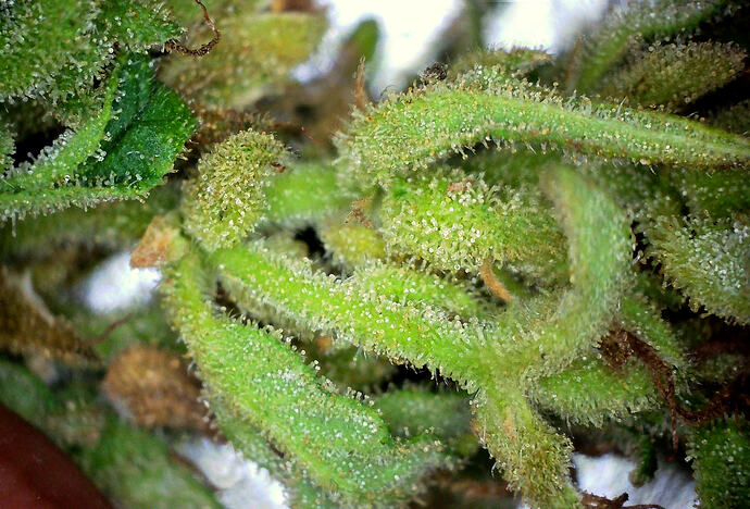 trichomesiberian6