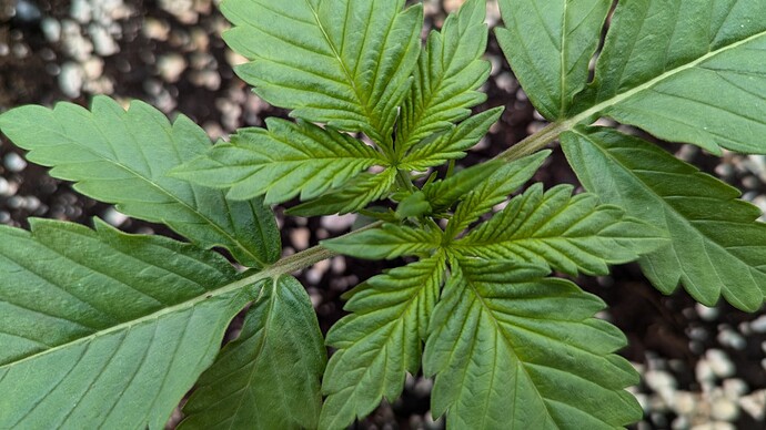 PXL_20240710_152846337.MP