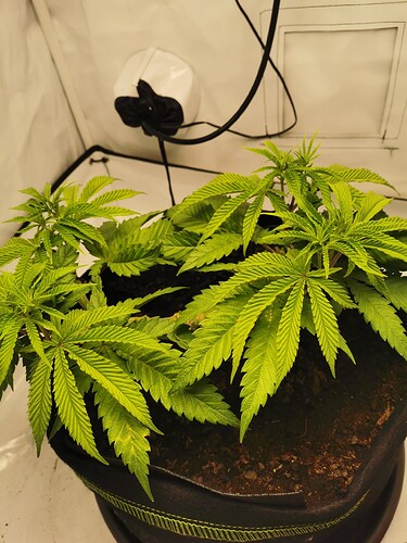 Growreport Bild 6