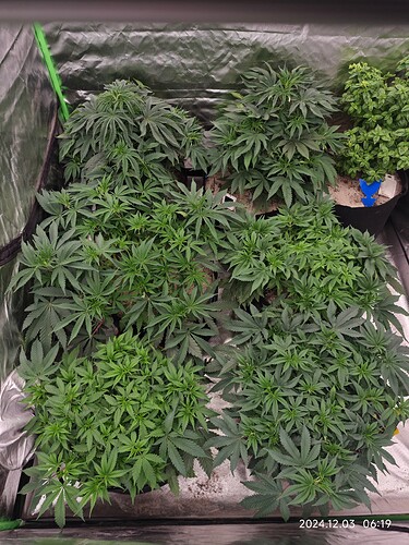 Growreport Bild 2