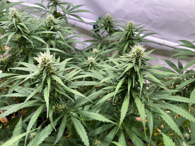 Growreport Bild 5