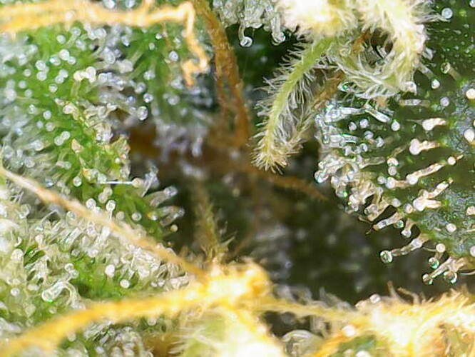 Growreport Bild 11