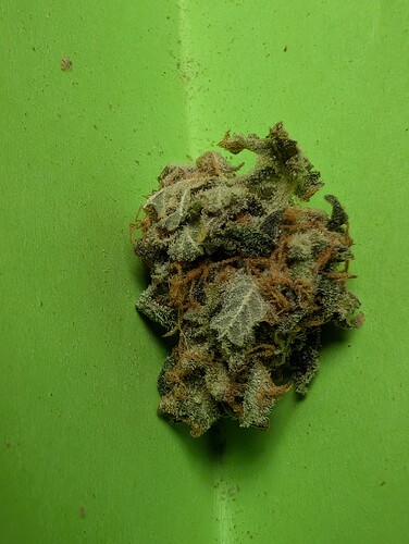 Ein einzelner Cannabis-Bud auf einem leuchtend grünen Hintergrund.