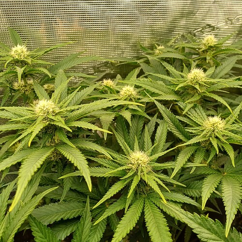 Growreport Bild 25