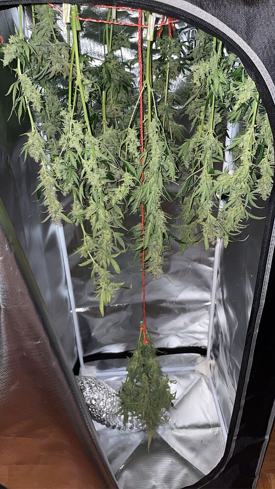 Erster Grow 3 Automatics von RQS:)
