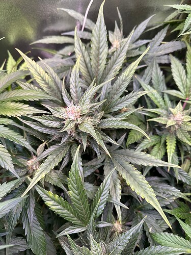 Growreport Bild 5