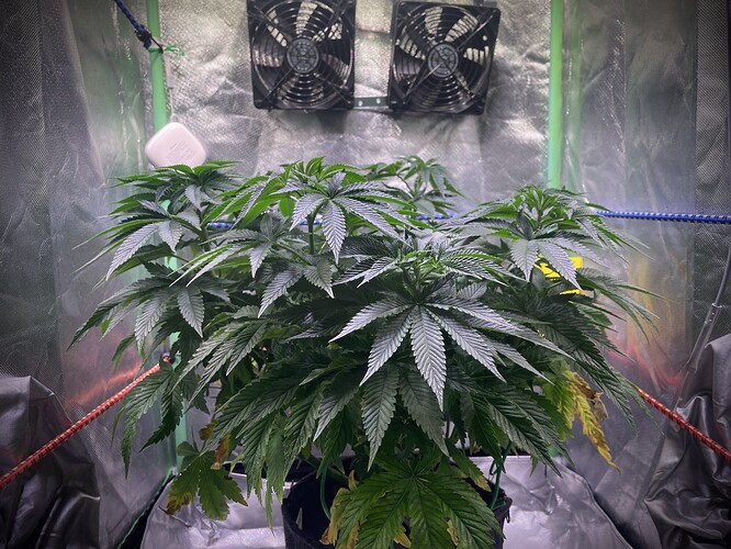 Growreport Bild 3