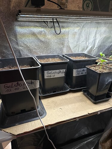 Growreport Bild 88