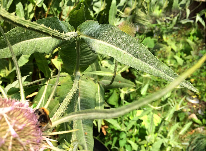 Grow26_0717_25e