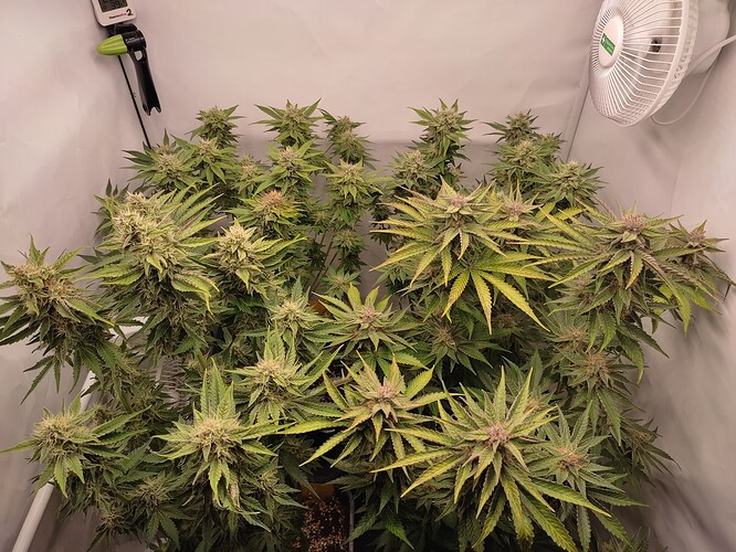 Growreport Bild 48