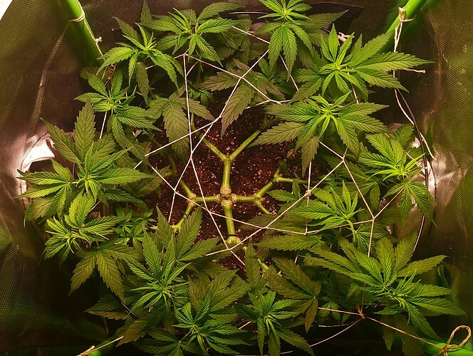 Growreport Bild 5