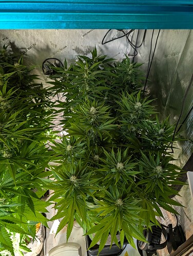 Growreport Bild 3