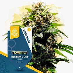 zamnesia-seeds-northern-lights-feminized~2