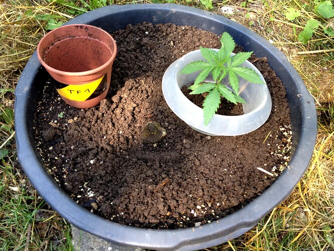 Growreport Bild 40