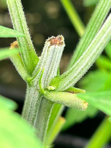 Growreport Bild 7