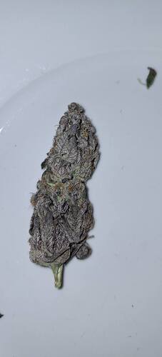 Growreport Bild 24