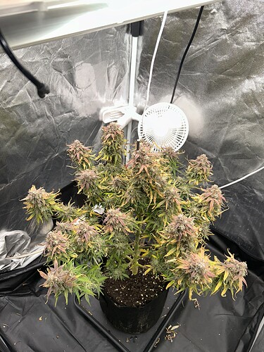 Growreport Bild 1