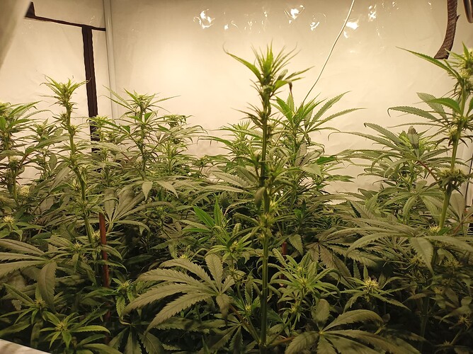 Growreport Bild 9