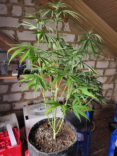 Zwei junge Cannabispflanzen in Stofftöpfen, eine davon im Vordergrund, mit sichtbaren Blättern und Stängeln. Im Hintergrund sind eine weiße Heizung und eine Ziegelwand zu sehen.